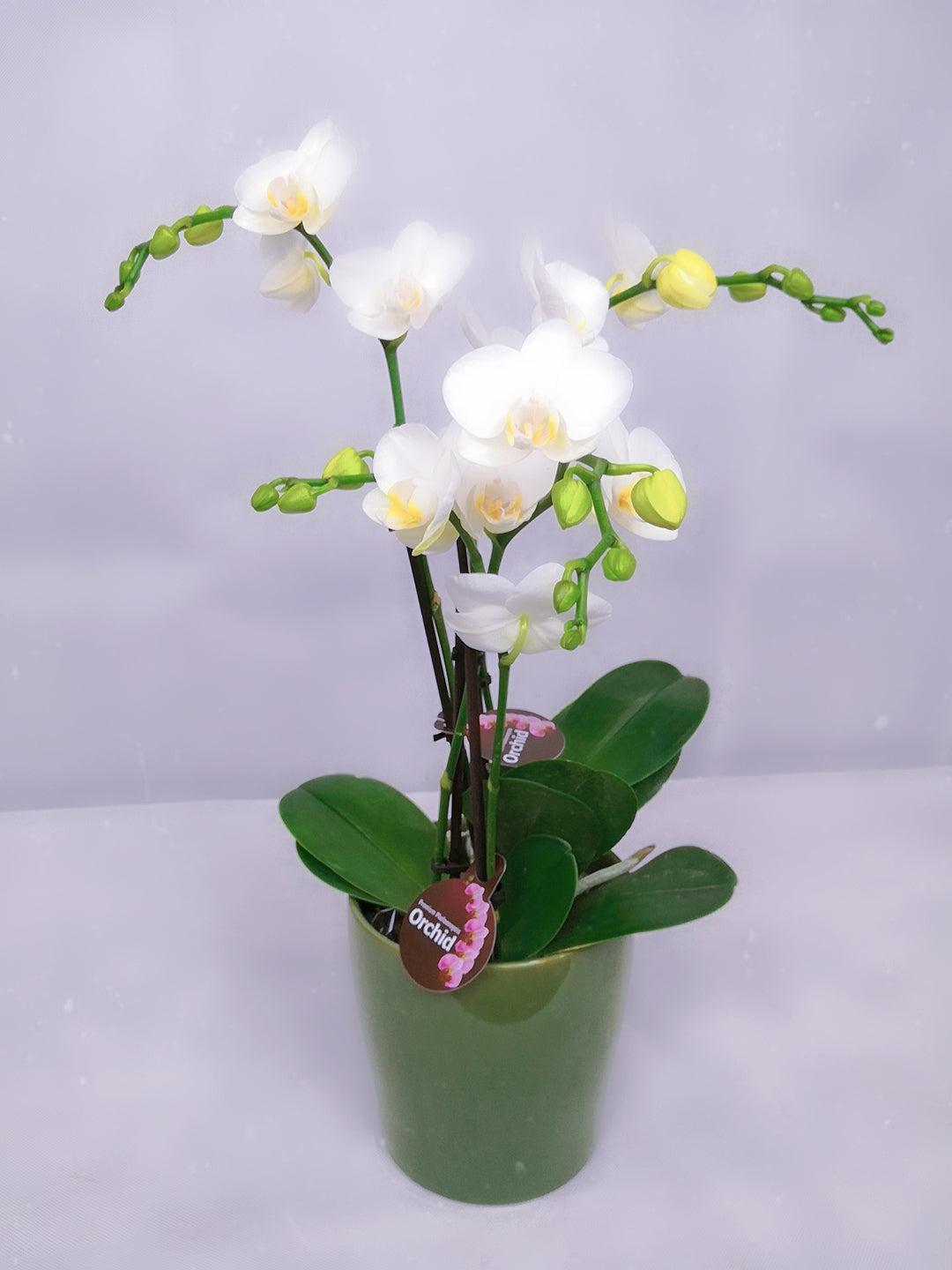 Orchid in pot Medium