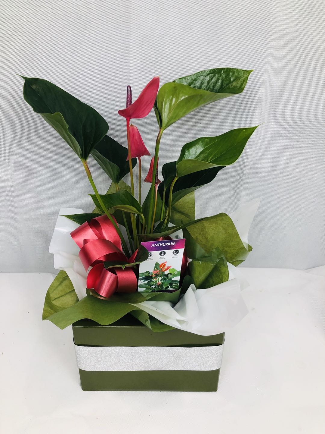 Anthurium Plant