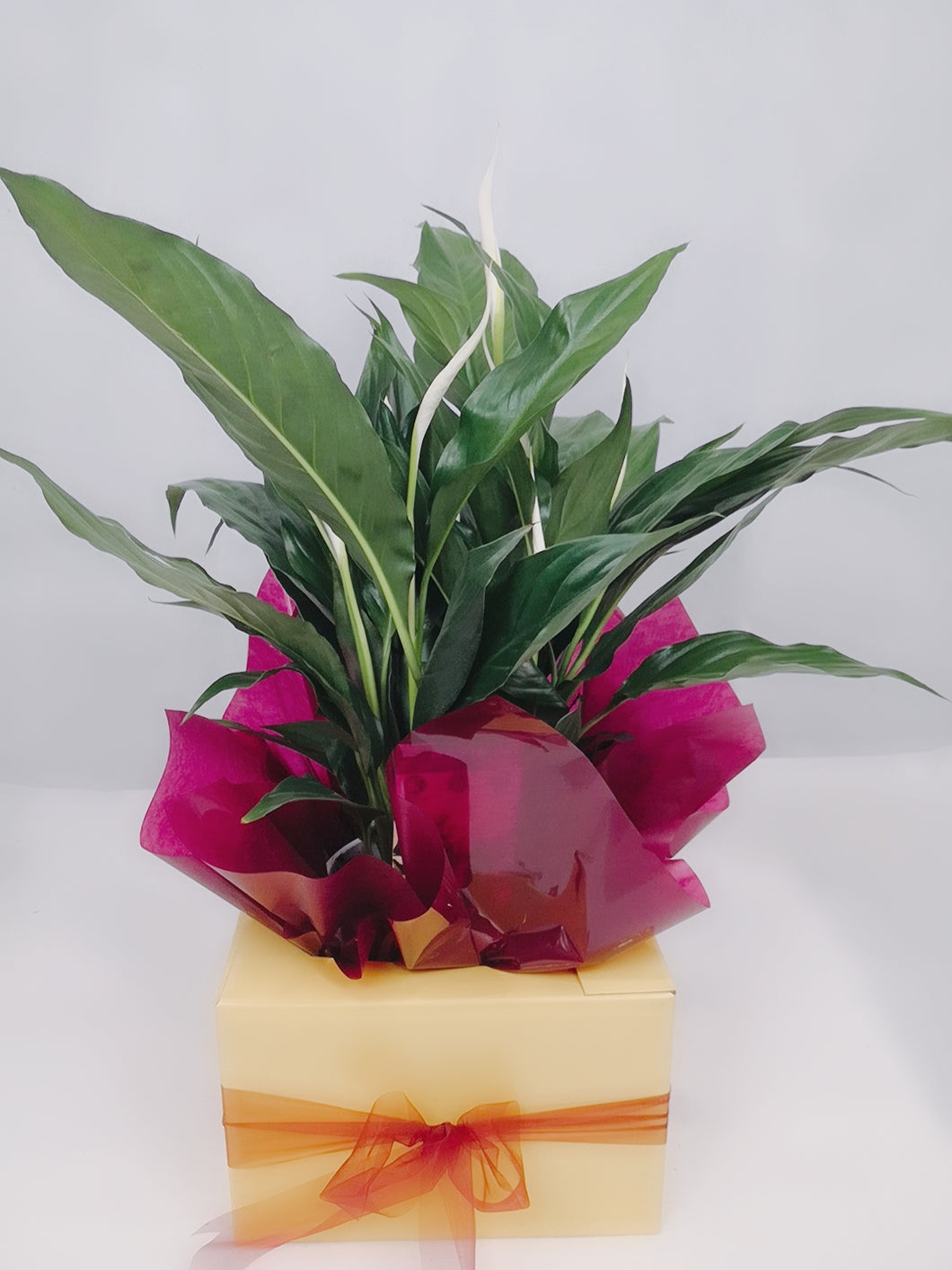 Peace Lilly Medium