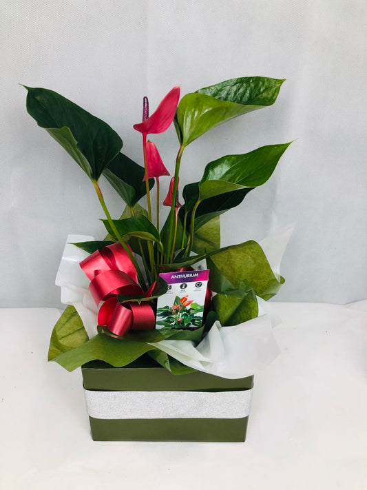 Anthurium Plant